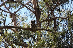 koala 5