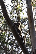 Koala 1