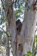 koala 2