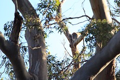 koala 3