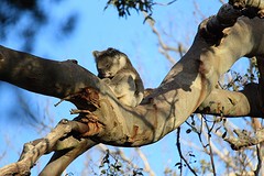 Koala 4