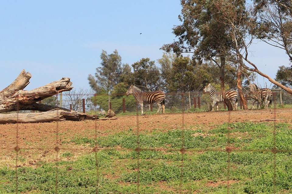 Zebraaaa