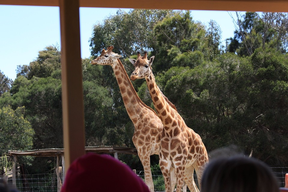 Giraffe