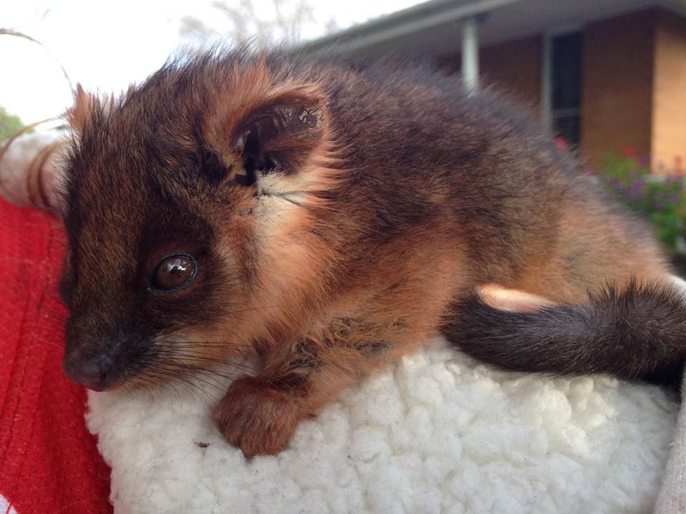 Possum
