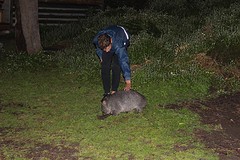 eventjes een wombat aaien
