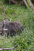 Wombat