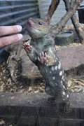 Quoll