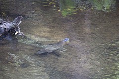 Vogelbekdier