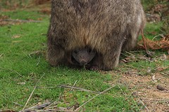 Wombat in de buidel!