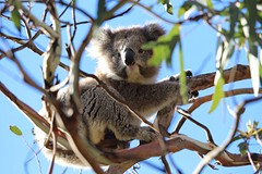 Koala 1
