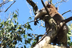 Onze Kerst Koala
