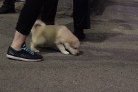 Puppies gaan mee in kartonnen dozen