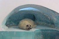 Baikal museum: opgezette zeehond