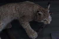 Baikal museum: opgezette lynx