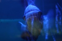 Baikal museum aquarium