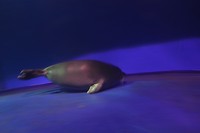 Baikal museum: levende zeehond