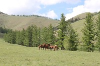 Vallei paarden