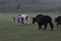 Yaks