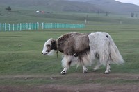 Yak