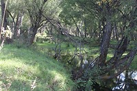 Vallei bos