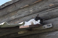 Kittie