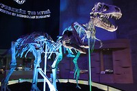 Tarbosaurus en buddy