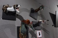 Dinokoppen