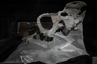 Triceratops
