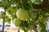 De appelboom waar we onder stonden
