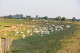 Wat zijn de uiterwaarden toch mooi in de vroege ochtend!