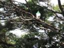 Wood Pigeon