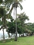 Rechts naast de boom zie je de kokosnoot liggen die uit de boom waaide