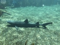 White tip shark!