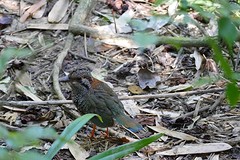 IMG_0521