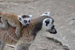 IMG_0539