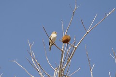 IMG_0568
