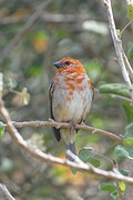 IMG_0569