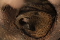 luwak kat