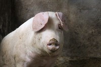 IMG_3550