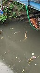 Dit is niet de Dommel?