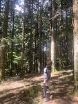 25/8 Hoge bomen….