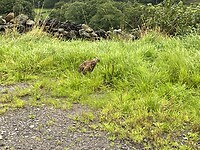 The Famous Grouse
