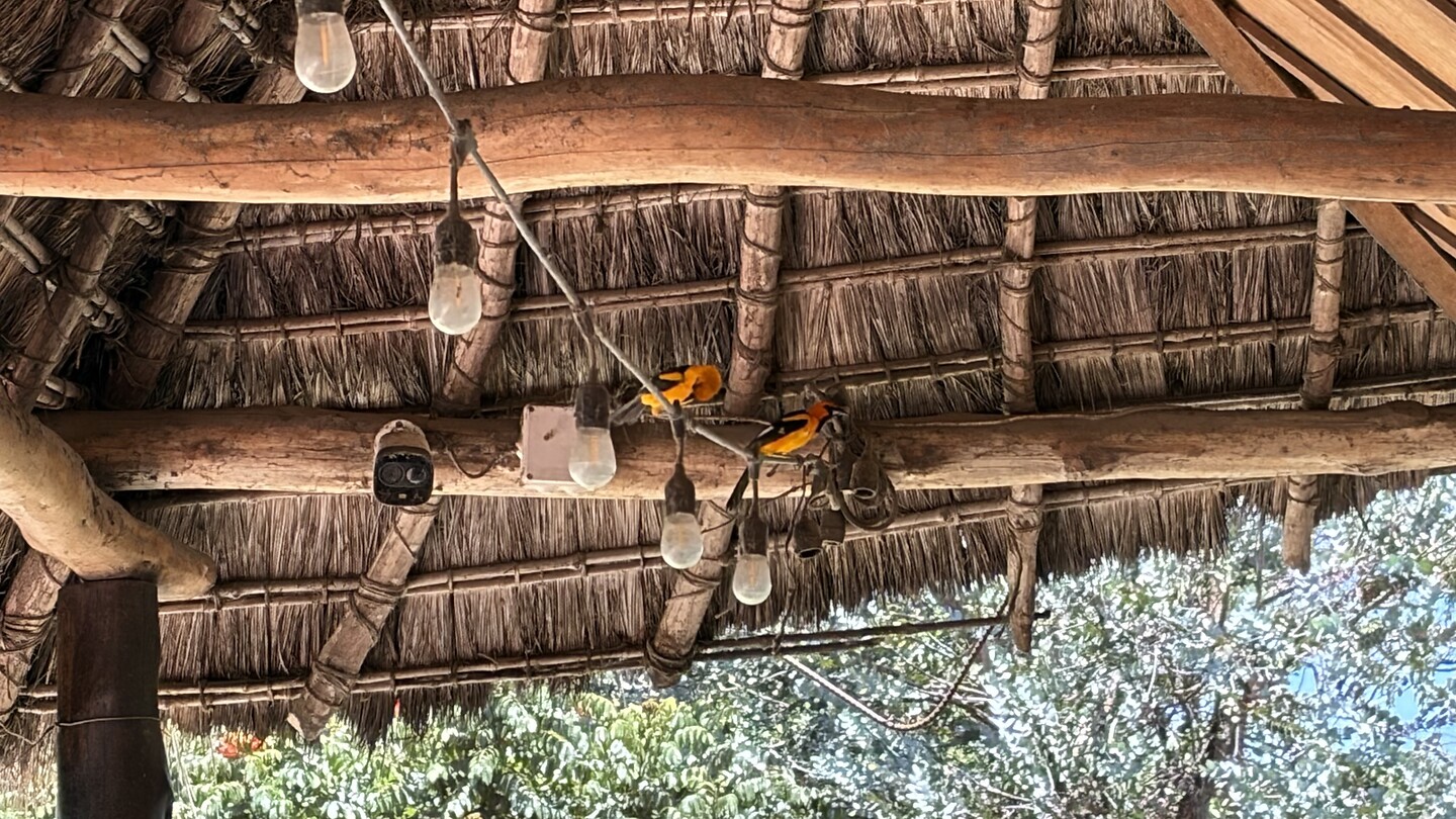 Vreemde vogels