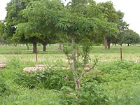 onze eigen baobab op ons land