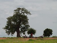 onder de baobab