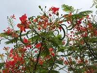flamboyant