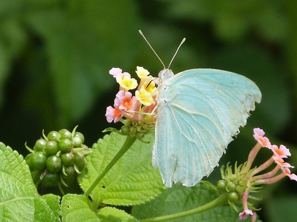 vlinder 6