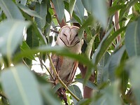 de uil in de mango