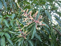 de bloemen in de mango