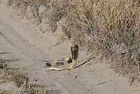 IMG_4370